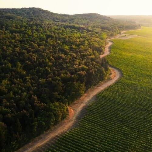 Drone shot of a vineyard field featuring a winding dirt road highlighting the lush rows of grapevines